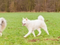 Hundetreffen_Spaziergang_Maggy_Border_Collie_Mischling_Gaia_Langhaarcollie_Dahra_Fuyumi_Akita_InU_Bella_Basima_Greyhound_Windhund_Beagle_Dobermann_Spencer (31)