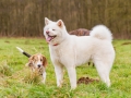 Hundetreffen_Spaziergang_Maggy_Border_Collie_Mischling_Gaia_Langhaarcollie_Dahra_Fuyumi_Akita_InU_Bella_Basima_Greyhound_Windhund_Beagle_Dobermann_Spencer (42)