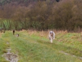 Hundetreffen_Spaziergang_Maggy_Border_Collie_Mischling_Gaia_Langhaarcollie_Dahra_Fuyumi_Akita_InU_Bella_Basima_Greyhound_Windhund_Beagle_Dobermann_Spencer (45)