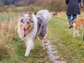 Hundetreffen_Spaziergang_Maggy_Border_Collie_Mischling_Gaia_Langhaarcollie_Dahra_Fuyumi_Akita_InU_Bella_Basima_Greyhound_Windhund_Beagle_Dobermann_Spencer (46)