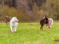 Hundetreffen_Spaziergang_Maggy_Border_Collie_Mischling_Gaia_Langhaarcollie_Dahra_Fuyumi_Akita_InU_Bella_Basima_Greyhound_Windhund_Beagle_Dobermann_Spencer (48)