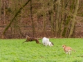 Hundetreffen_Spaziergang_Maggy_Border_Collie_Mischling_Gaia_Langhaarcollie_Dahra_Fuyumi_Akita_InU_Bella_Basima_Greyhound_Windhund_Beagle_Dobermann_Spencer (5)