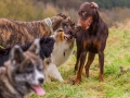 Hundetreffen_Spaziergang_Maggy_Border_Collie_Mischling_Gaia_Langhaarcollie_Dahra_Fuyumi_Akita_InU_Bella_Basima_Greyhound_Windhund_Beagle_Dobermann_Spencer (56)