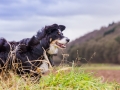 Hundetreffen_Spaziergang_Maggy_Border_Collie_Mischling_Gaia_Langhaarcollie_Dahra_Fuyumi_Akita_InU_Bella_Basima_Greyhound_Windhund_Beagle_Dobermann_Spencer (60)