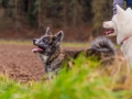 Hundetreffen_Spaziergang_Maggy_Border_Collie_Mischling_Gaia_Langhaarcollie_Dahra_Fuyumi_Akita_InU_Bella_Basima_Greyhound_Windhund_Beagle_Dobermann_Spencer (62)