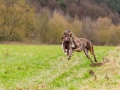 Hundetreffen_Spaziergang_Maggy_Border_Collie_Mischling_Gaia_Langhaarcollie_Dahra_Fuyumi_Akita_InU_Bella_Basima_Greyhound_Windhund_Beagle_Dobermann_Spencer (66)