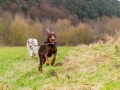 Hundetreffen_Spaziergang_Maggy_Border_Collie_Mischling_Gaia_Langhaarcollie_Dahra_Fuyumi_Akita_InU_Bella_Basima_Greyhound_Windhund_Beagle_Dobermann_Spencer (68)