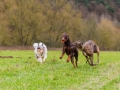 Hundetreffen_Spaziergang_Maggy_Border_Collie_Mischling_Gaia_Langhaarcollie_Dahra_Fuyumi_Akita_InU_Bella_Basima_Greyhound_Windhund_Beagle_Dobermann_Spencer (72)