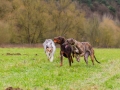 Hundetreffen_Spaziergang_Maggy_Border_Collie_Mischling_Gaia_Langhaarcollie_Dahra_Fuyumi_Akita_InU_Bella_Basima_Greyhound_Windhund_Beagle_Dobermann_Spencer (73)