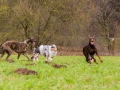 Hundetreffen_Spaziergang_Maggy_Border_Collie_Mischling_Gaia_Langhaarcollie_Dahra_Fuyumi_Akita_InU_Bella_Basima_Greyhound_Windhund_Beagle_Dobermann_Spencer (79)