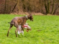 Hundetreffen_Spaziergang_Maggy_Border_Collie_Mischling_Gaia_Langhaarcollie_Dahra_Fuyumi_Akita_InU_Bella_Basima_Greyhound_Windhund_Beagle_Dobermann_Spencer (8)