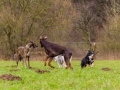 Hundetreffen_Spaziergang_Maggy_Border_Collie_Mischling_Gaia_Langhaarcollie_Dahra_Fuyumi_Akita_InU_Bella_Basima_Greyhound_Windhund_Beagle_Dobermann_Spencer (82)