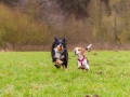 Hundetreffen_Spaziergang_Maggy_Border_Collie_Mischling_Gaia_Langhaarcollie_Dahra_Fuyumi_Akita_InU_Bella_Basima_Greyhound_Windhund_Beagle_Dobermann_Spencer (92)