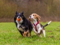 Hundetreffen_Spaziergang_Maggy_Border_Collie_Mischling_Gaia_Langhaarcollie_Dahra_Fuyumi_Akita_InU_Bella_Basima_Greyhound_Windhund_Beagle_Dobermann_Spencer (94)