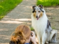Hundemaedchen_Maggy_Gaia_Langhaarcollie_Border_Collie_Mischling_Hundefotografie_Marburg_Rough_Fotografie_Fotografin_Making_Of (1)