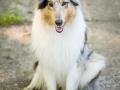 Hundemaedchen_Maggy_Gaia_Langhaarcollie_Border_Collie_Mischling_Hundefotografie_Marburg_Rough_Fotografie_Hund (1)