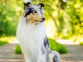 Hundemaedchen_Maggy_Gaia_Langhaarcollie_Border_Collie_Mischling_Hundefotografie_Marburg_Rough_Fotografie_Hund (3)