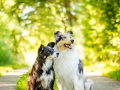 Hundemaedchen_Maggy_Gaia_Langhaarcollie_Border_Collie_Mischling_Hundefotografie_Marburg_Rough_Fotografie_Hund (5)