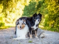 Hundemaedchen_Hundefotografie_Urlaub_Spaziergang_Hund_Gaia_MAggy_Rough_Border_Collie_Langhaarcollie_Mischling_Hundefreunde_Moor (1)