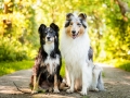 Hundemaedchen_Hundefotografie_Urlaub_Spaziergang_Hund_Gaia_MAggy_Rough_Border_Collie_Langhaarcollie_Mischling_Hundefreunde_Moor (3)