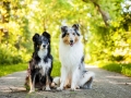 Hundemaedchen_Hundefotografie_Urlaub_Spaziergang_Hund_Gaia_MAggy_Rough_Border_Collie_Langhaarcollie_Mischling_Hundefreunde_Moor (6)