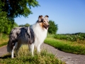 Hundemaedchen_Hundefotografie_Urlaub_Spaziergang_Hund_Gaia_Rough_Collie_Langhaarcollie_Bluemerle_Moor (1)