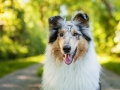 Hundemaedchen_Hundefotografie_Urlaub_Spaziergang_Hund_Gaia_Rough_Collie_Langhaarcollie_Bluemerle_Moor (10)