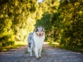 Hundemaedchen_Hundefotografie_Urlaub_Spaziergang_Hund_Gaia_Rough_Collie_Langhaarcollie_Bluemerle_Moor (3)