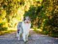 Hundemaedchen_Hundefotografie_Urlaub_Spaziergang_Hund_Gaia_Rough_Collie_Langhaarcollie_Bluemerle_Moor (5)