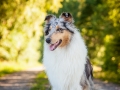 Hundemaedchen_Hundefotografie_Urlaub_Spaziergang_Hund_Gaia_Rough_Collie_Langhaarcollie_Bluemerle_Moor (8)
