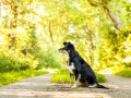 Hundemaedchen_Hundefotografie_Urlaub_Spaziergang_Hund_Maggy_Border_Collie_Mischling_tricolor_Moor (1)