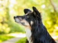 Hundemaedchen_Hundefotografie_Urlaub_Spaziergang_Hund_Maggy_Border_Collie_Mischling_tricolor_Moor (4)