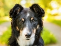 Hundemaedchen_Hundefotografie_Urlaub_Spaziergang_Hund_Maggy_Border_Collie_Mischling_tricolor_Moor (6)