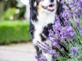 Tierfotografie_Hundefotografie_Marburg_Fotografin_Christine_Hemlep_Hund_Border_Collie_tricolor_senior_Maggy (11)