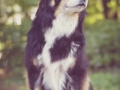 Tierfotografie_Hundefotografie_Marburg_Fotografin_Christine_Hemlep_Hund_Border_Collie_tricolor_senior_Maggy (3)