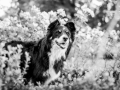 Tierfotografie_Hundefotografie_Marburg_Fotografin_Christine_Hemlep_Hund_Border_Collie_tricolor_senior_Maggy (6)