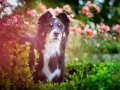 Tierfotografie_Hundefotografie_Marburg_Fotografin_Christine_Hemlep_Hund_Border_Collie_tricolor_senior_Maggy (7)