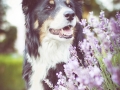 Tierfotografie_Hundefotografie_Marburg_Fotografin_Christine_Hemlep_Hund_Border_Collie_tricolor_senior_Maggy (9)