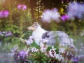 Tierfotografie_Hundefotografie_Marburg_Fotografin_Christine_Hemlep_Hund_Langhaarcollie_Collie_bluemerle_Gaia (1)