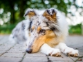 Tierfotografie_Hundefotografie_Marburg_Fotografin_Christine_Hemlep_Hund_Langhaarcollie_Collie_bluemerle_Gaia (11)