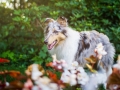 Tierfotografie_Hundefotografie_Marburg_Fotografin_Christine_Hemlep_Hund_Langhaarcollie_Collie_bluemerle_Gaia (5)