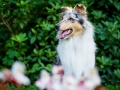 Tierfotografie_Hundefotografie_Marburg_Fotografin_Christine_Hemlep_Hund_Langhaarcollie_Collie_bluemerle_Gaia (7)