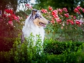 Tierfotografie_Hundefotografie_Marburg_Fotografin_Christine_Hemlep_Hund_Langhaarcollie_Collie_bluemerle_Gaia.jpg (1)