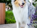 Tierfotografie_Hundefotografie_Marburg_Fotografin_Christine_Hemlep_Hund_Langhaarcollie_Collie_bluemerle_Gaia.jpg (11)