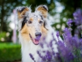 Tierfotografie_Hundefotografie_Marburg_Fotografin_Christine_Hemlep_Hund_Langhaarcollie_Collie_bluemerle_Gaia.jpg (3)