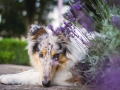 Tierfotografie_Hundefotografie_Marburg_Fotografin_Christine_Hemlep_Hund_Langhaarcollie_Collie_bluemerle_Gaia.jpg (9)