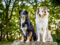 Tierfotografie_Hundefotografie_Marburg_Fotografin_Christine_Hemlep_Hunde_Border__Langhaarcollie_Collie_bluemerle_tricolor_Maggy_Gaia (1)