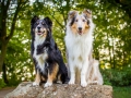 Tierfotografie_Hundefotografie_Marburg_Fotografin_Christine_Hemlep_Hunde_Border__Langhaarcollie_Collie_bluemerle_tricolor_Maggy_Gaia (3)