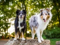 Tierfotografie_Hundefotografie_Marburg_Fotografin_Christine_Hemlep_Hunde_Border__Langhaarcollie_Collie_bluemerle_tricolor_Maggy_Gaia (7)