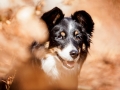 Border_Collie_Mischling_Maggy_Tricolor_Hundefotografie_Tierfotografie_Fotografin_Christine_Hemlep_Wald_Herbst_Laub (1).jpg